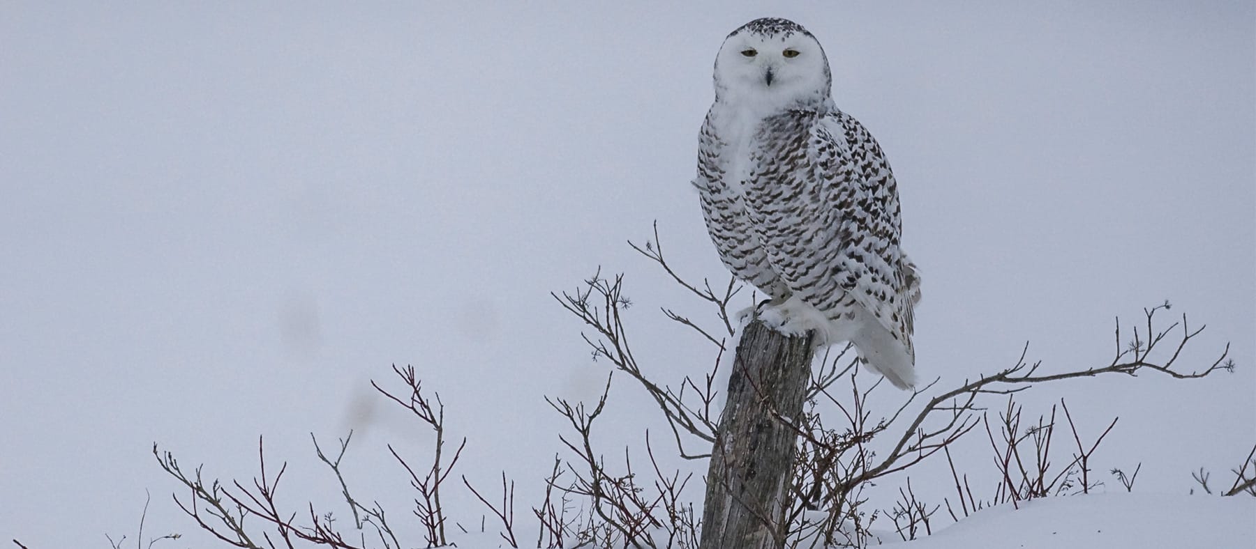 harfang-des-neiges-perche-oiseau-quebec-le-mag