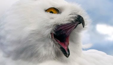 harfang-des-neiges-quebec-le-mag
