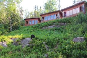 observation-ours-noir-ete-okwari-aventure-quebec-le-mag