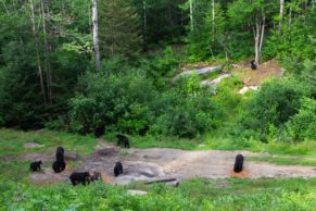 okwari-aventure-observation-ours-noir-saguenay-lac-saint-jean-quebec-le-mag