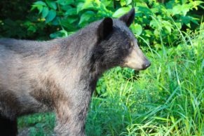okwari-aventure-ours-noir-saguenay-lac-saint-jean-quebec-le-mag