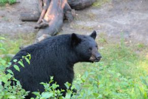 ours-noir-ete-okwari-aventure-quebec-le-mag