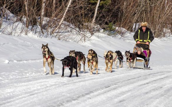 traineau-a-chiens-okwari-aventures-quebec-le-mag