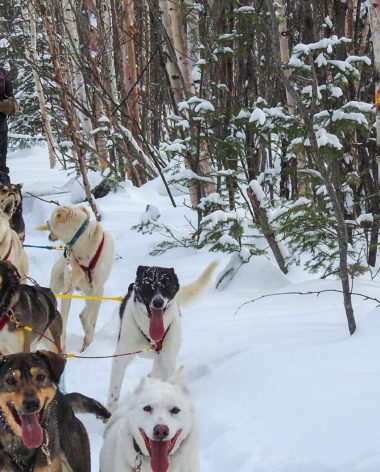 traineau-a-chiens-okwari-aventures-quebec-le-mag