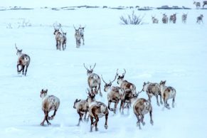 caribou-tourisme-nunavik-atr-quebec-le-mag