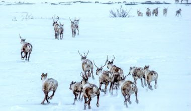 caribou-tourisme-nunavik-atr-quebec-le-mag