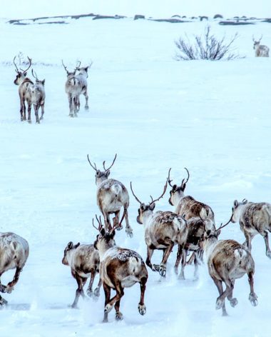 caribou-tourisme-nunavik-atr-quebec-le-mag