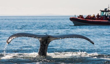 Croisières aux baleines à Tadoussac avec Croisières Essipit