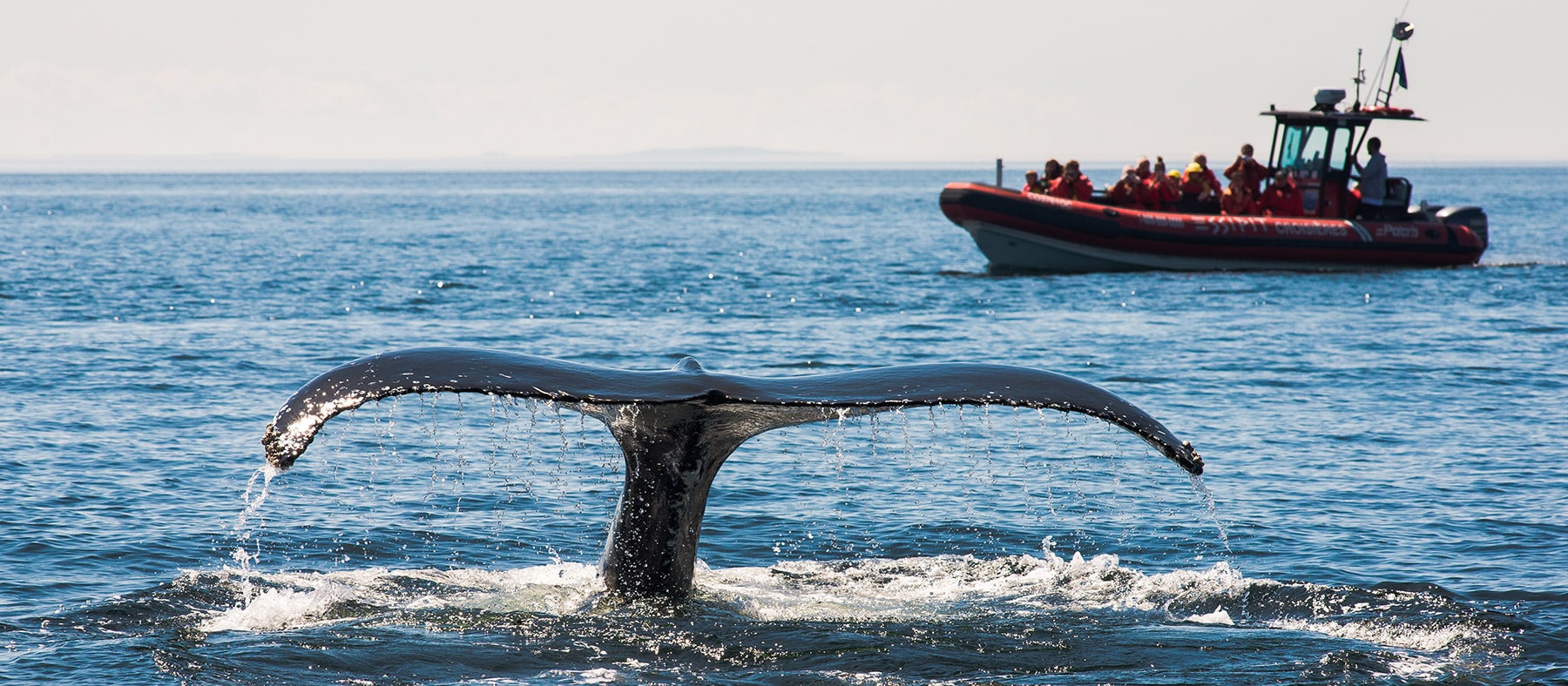 road-trip-au-quebec-baleine-tadoussac-quebec-le-mag