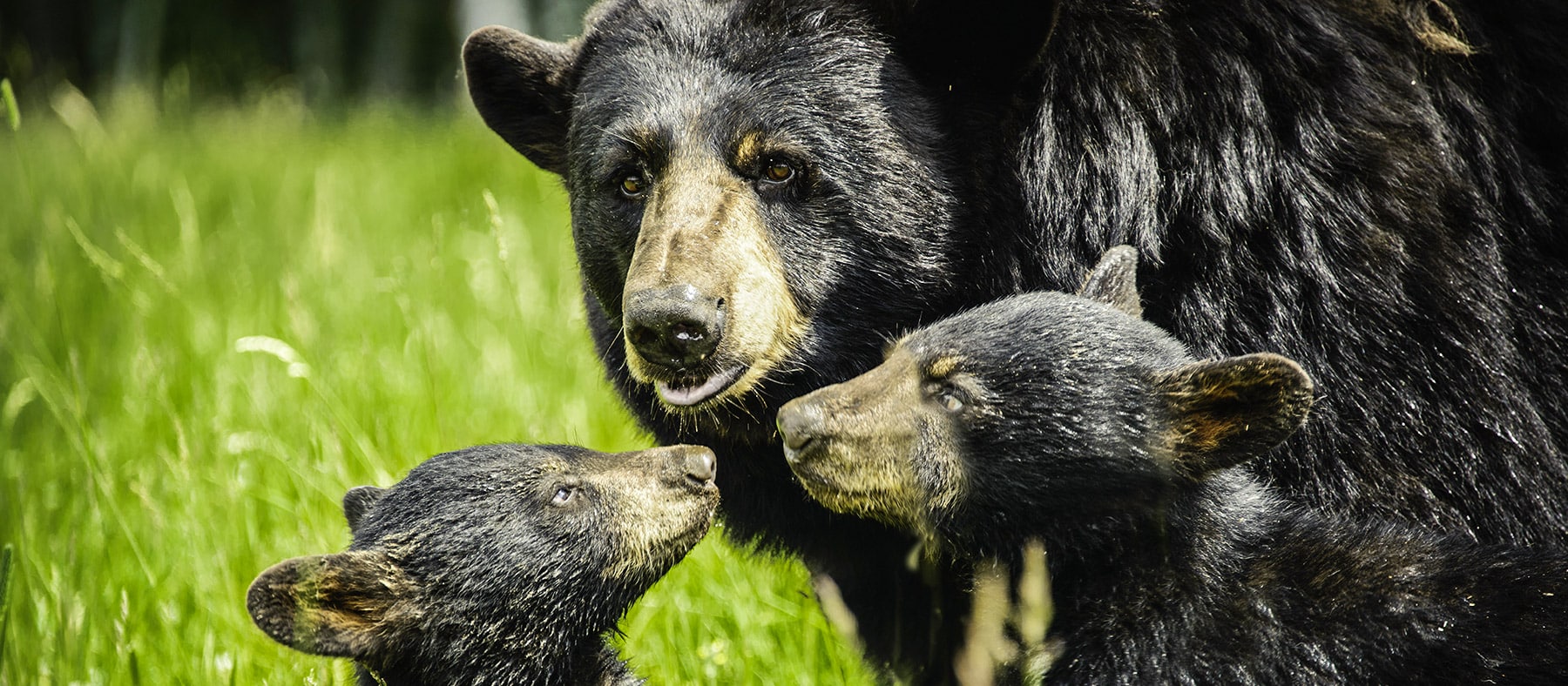road-trip-au-quebec-zoo-de-saint-felicien-saguenay-lac-saint-jean-quebec-le-mag