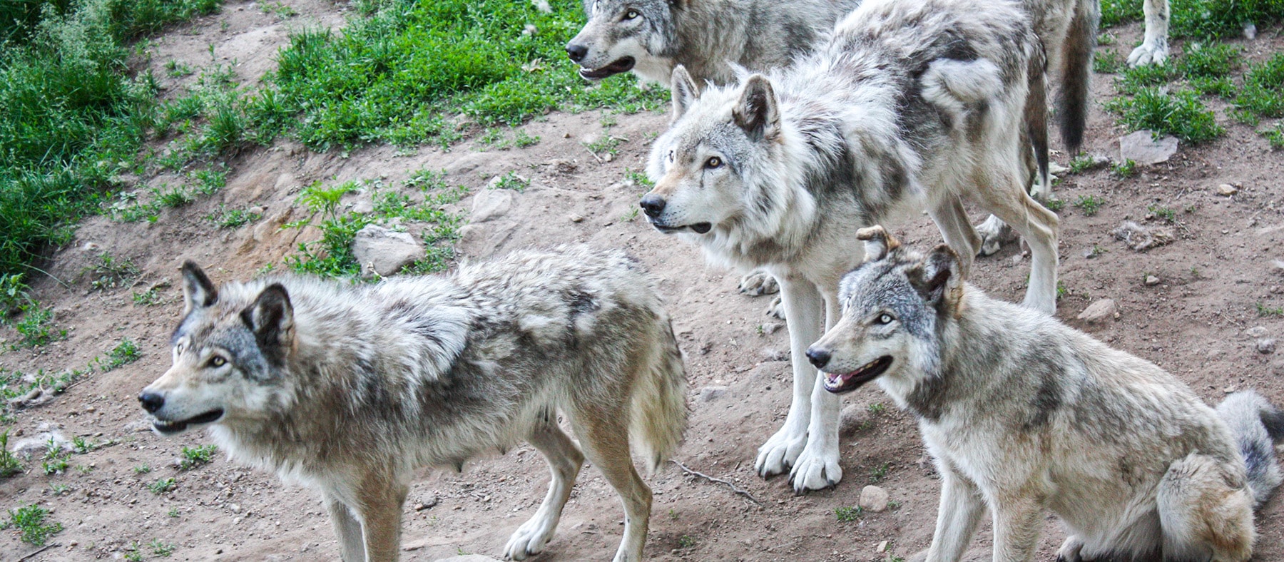 dormir-au-parc-omega-avec-les-loups-quebec-le-mag