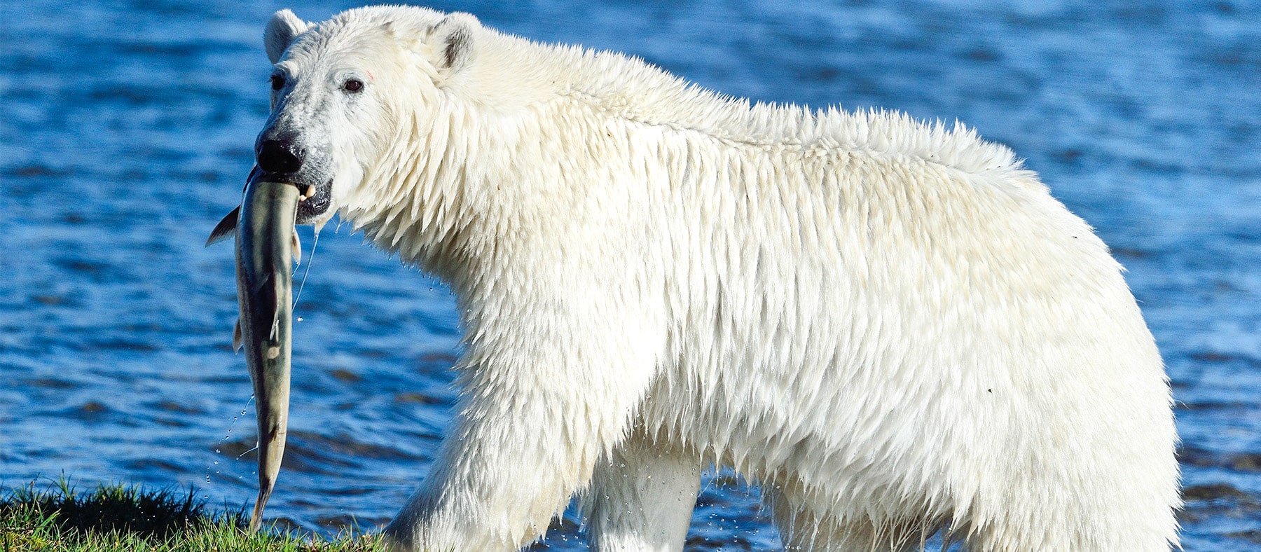 ours-polaire-nunavik-eaux-du-nunavik-quebec-le-mag