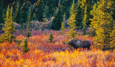 caribou-en-automne-quebec-le-mag