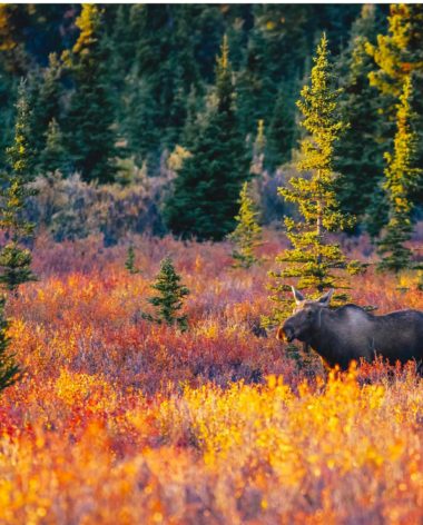 caribou-en-automne-quebec-le-mag