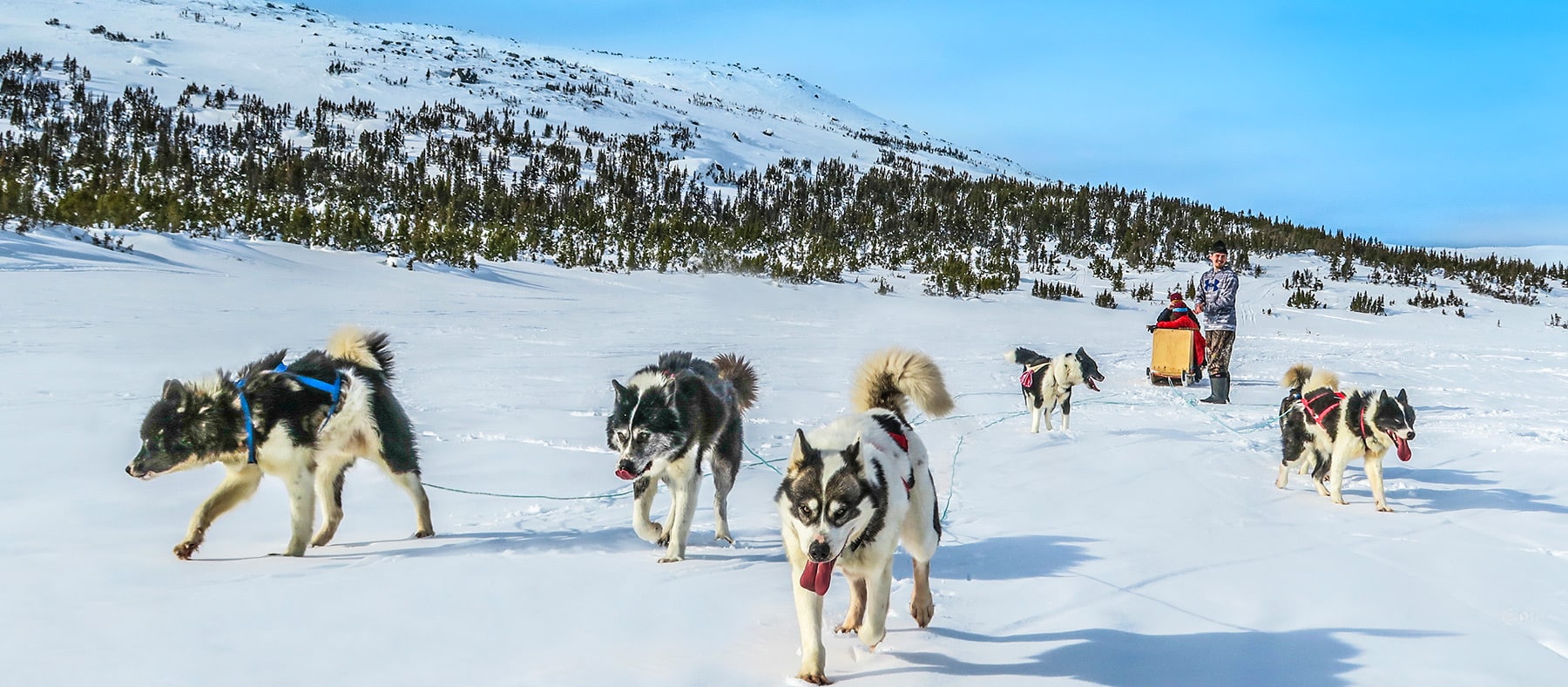 hiver-au-nunavik-chien-traineau-parc-nunavik-quebec-le-mag