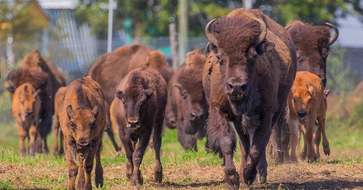 terre-des-bisons-lieux-quebec-authentique-quebec-le-mag
