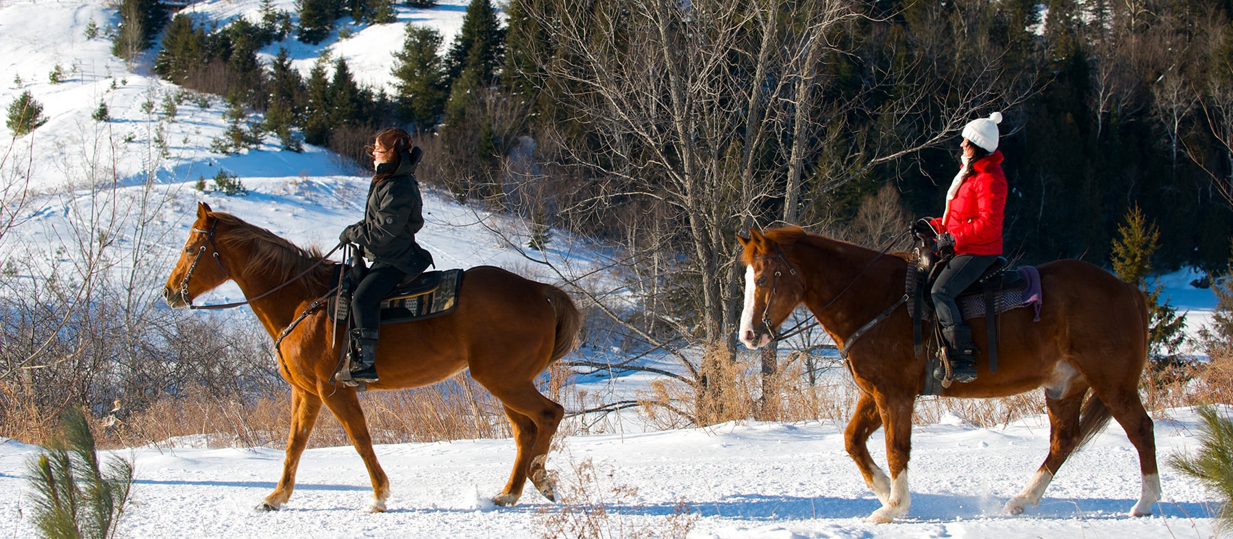 balade-cheval-le-baluchon-10-endroits-ou-rencontrer-des-animaux-au-quebec-quebec-le-mag