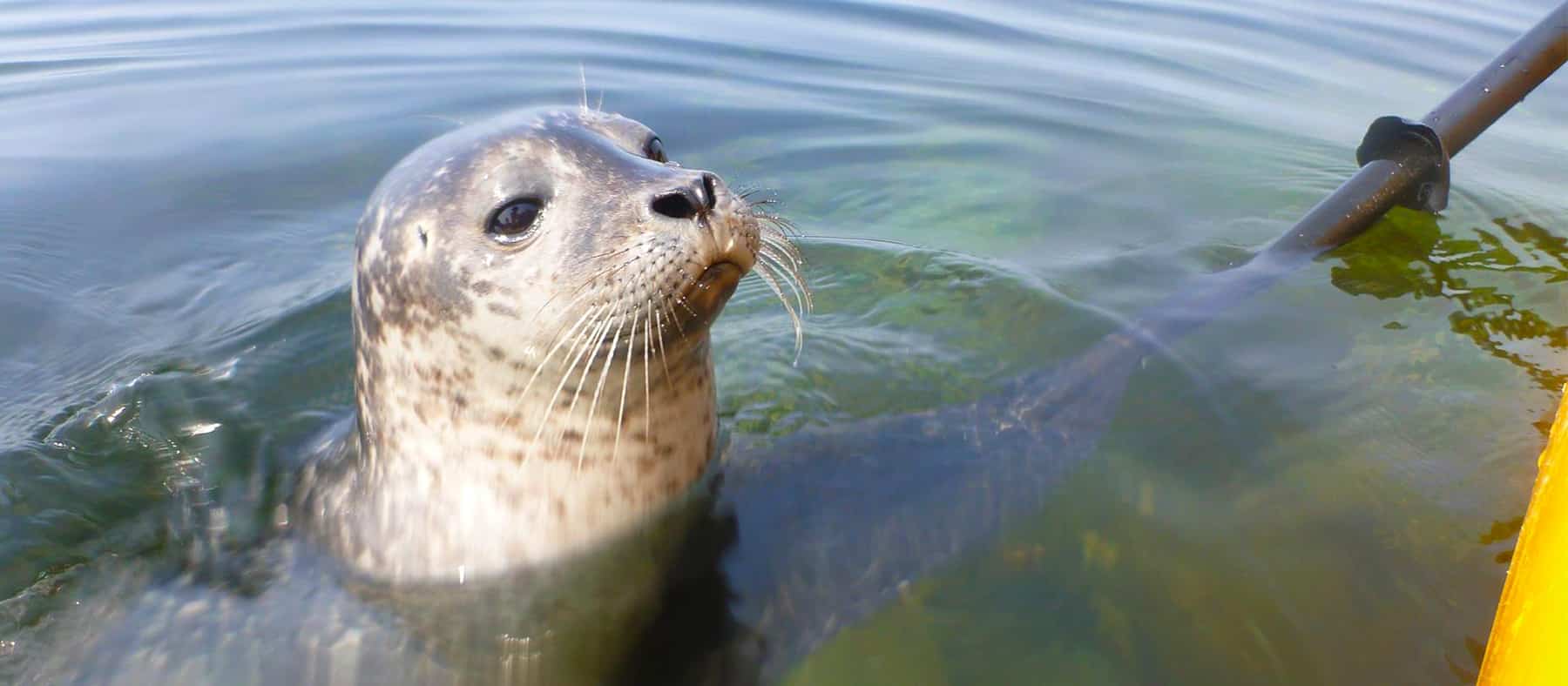 cap-aventure-10-endroits-ou-rencontrer-des-animaux-au-quebec-quebec-le-mag
