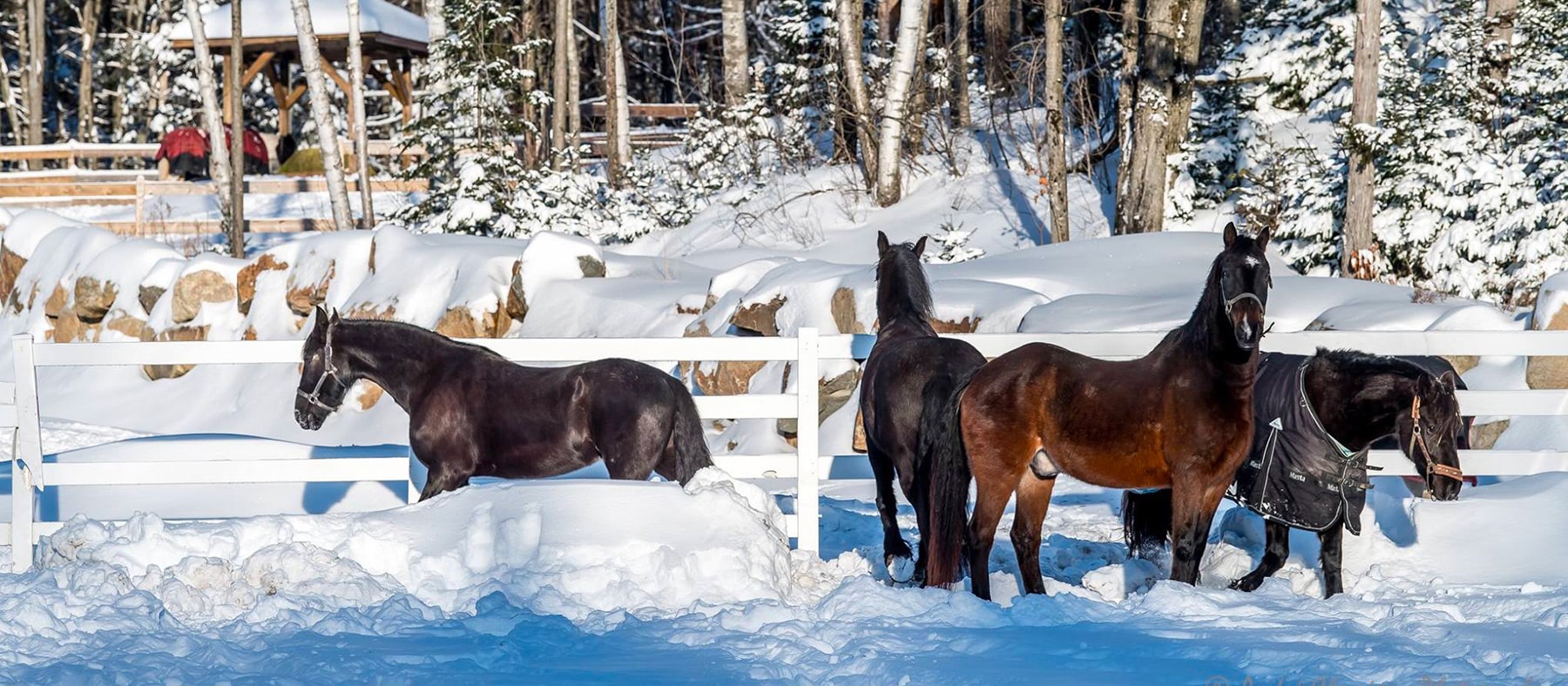 cavaland-10-endroits-ou-rencontrer-des-animaux-au-quebec-quebec-le-mag