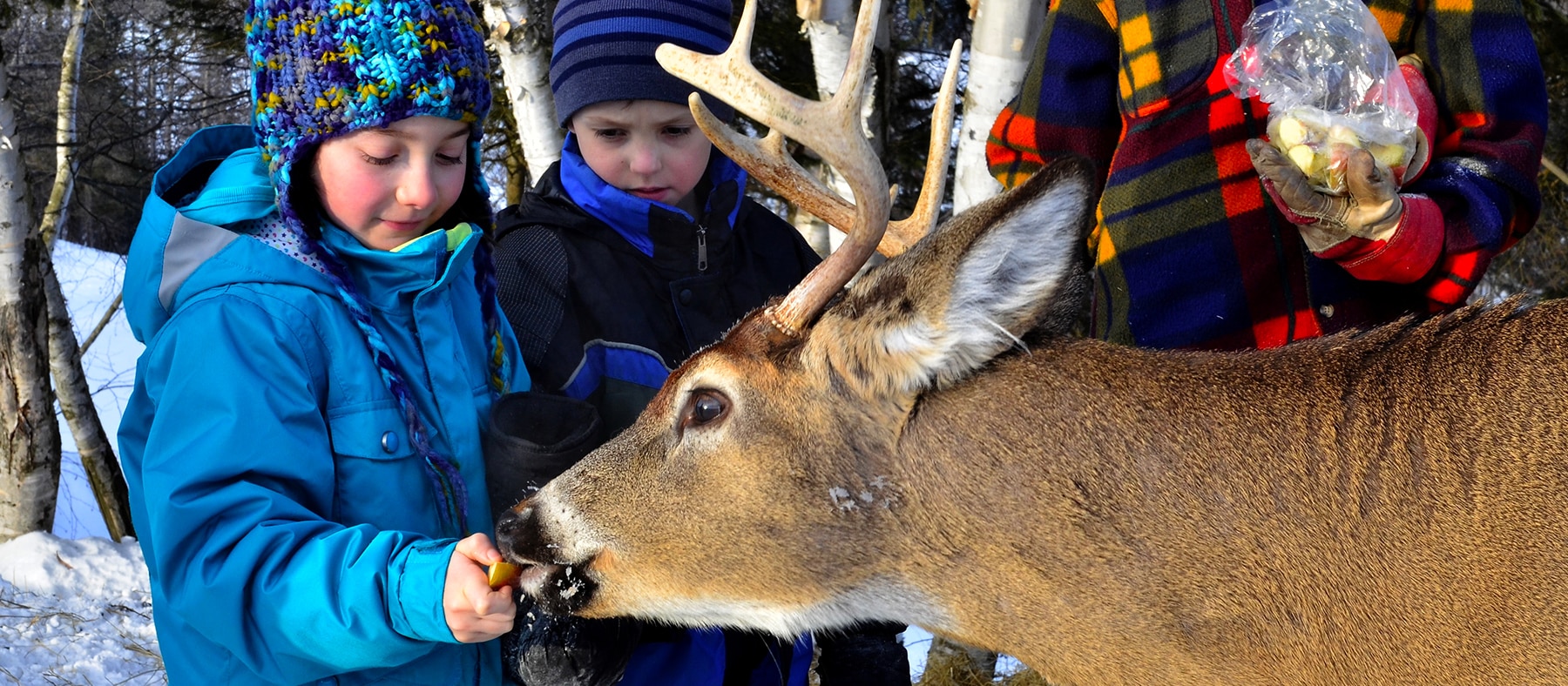 ferme-5-etoiles-10-endroits-ou-rencontrer-des-animaux-au-quebec-quebec-le-mag