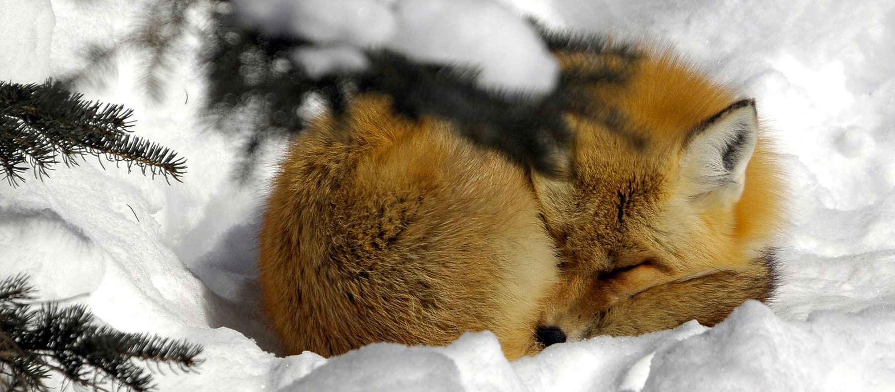 renard-zoo-de-saint-felicien-cantons-de-est-10-endroits-ou-rencontrer-des-animaux-au-quebec-quebec-le-mag