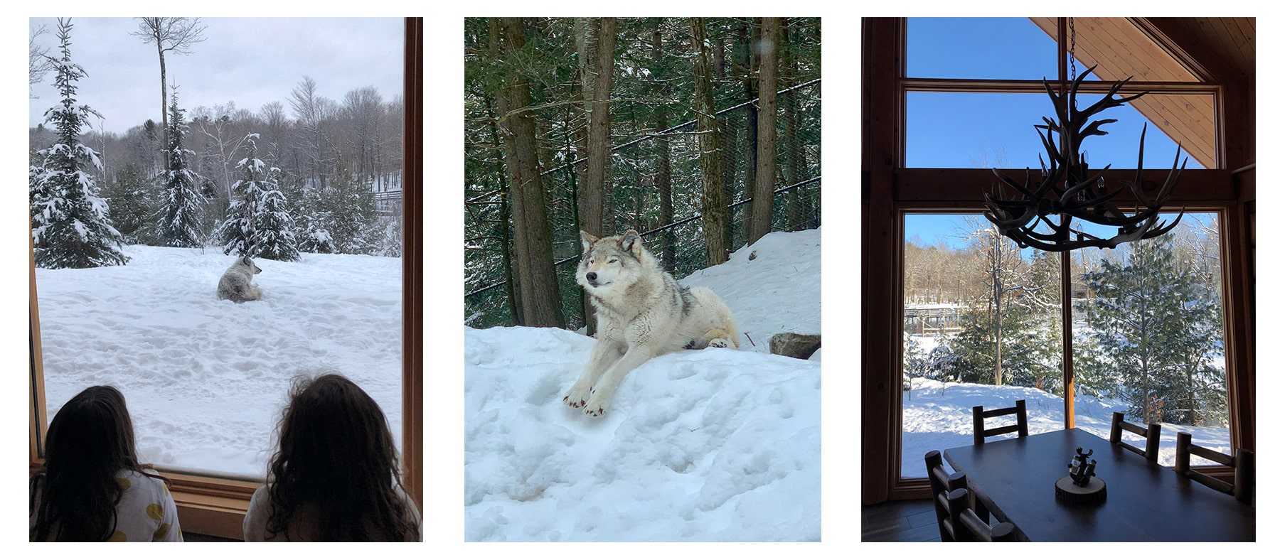 dormir-avec-les-loups-parc-omega-quebec-une-semaine-en-famille-hiver-quebec-le-mag