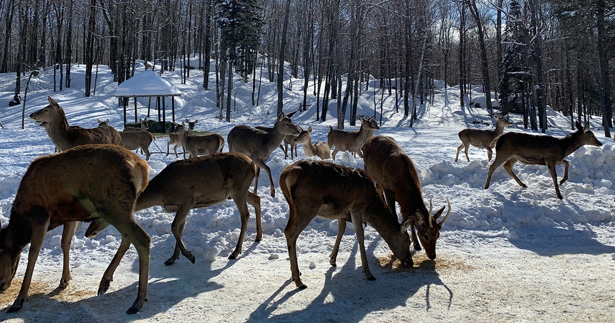 parc-omega-une-semaine-en-famille-hiver-quebec-le-mag