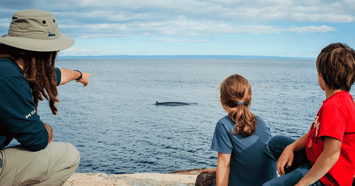 observation-des-baleines-voyager-responsable-quebec-le-mag
