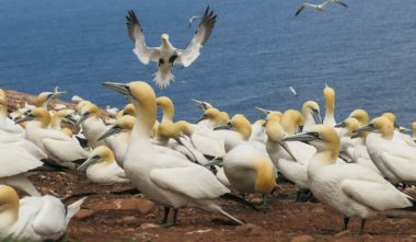 fous-de-bassan-six-sites-pour-voir-les-oiseaux-quebec-le-mag