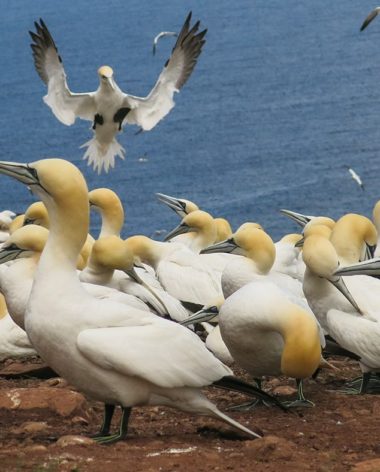 fous-de-bassan-six-sites-pour-voir-les-oiseaux-quebec-le-mag