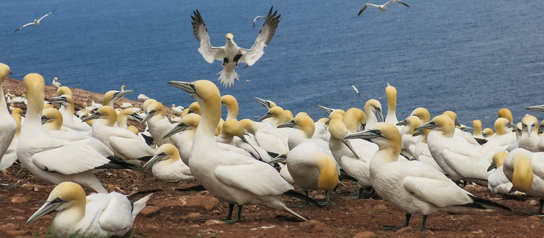 fous-de-bassan-six-sites-pour-voir-les-oiseaux-quebec-le-mag