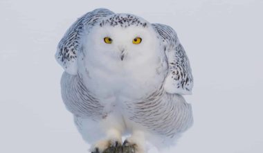 harfang-des-neiges-six-sites-pour-voir-les-oiseaux-quebec-le-mag