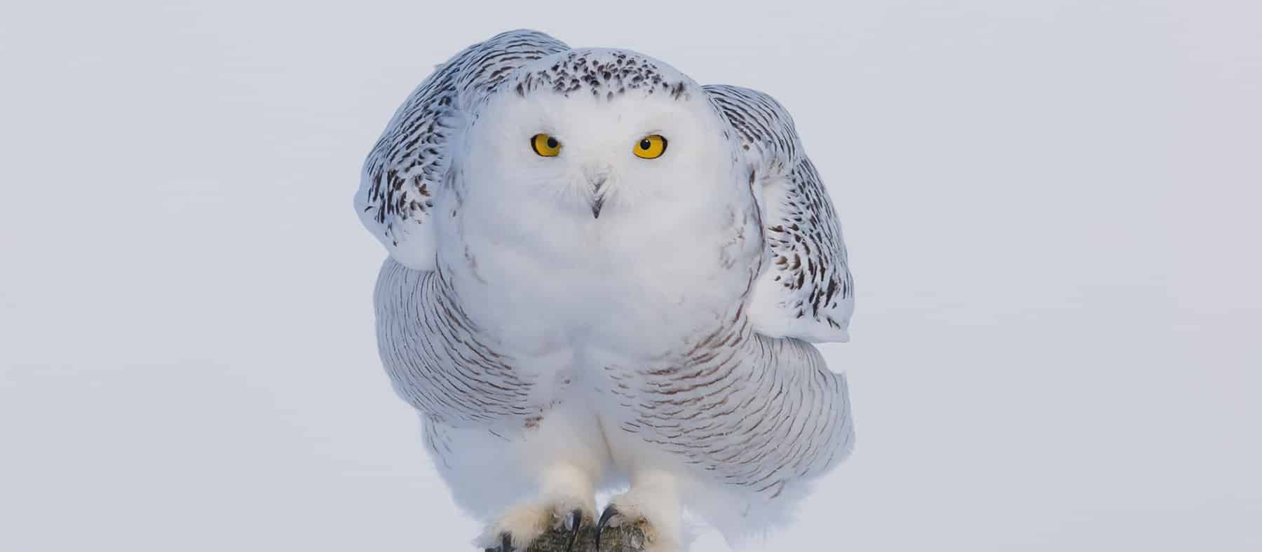 harfang-des-neiges-six-sites-pour-voir-les-oiseaux-quebec-le-mag