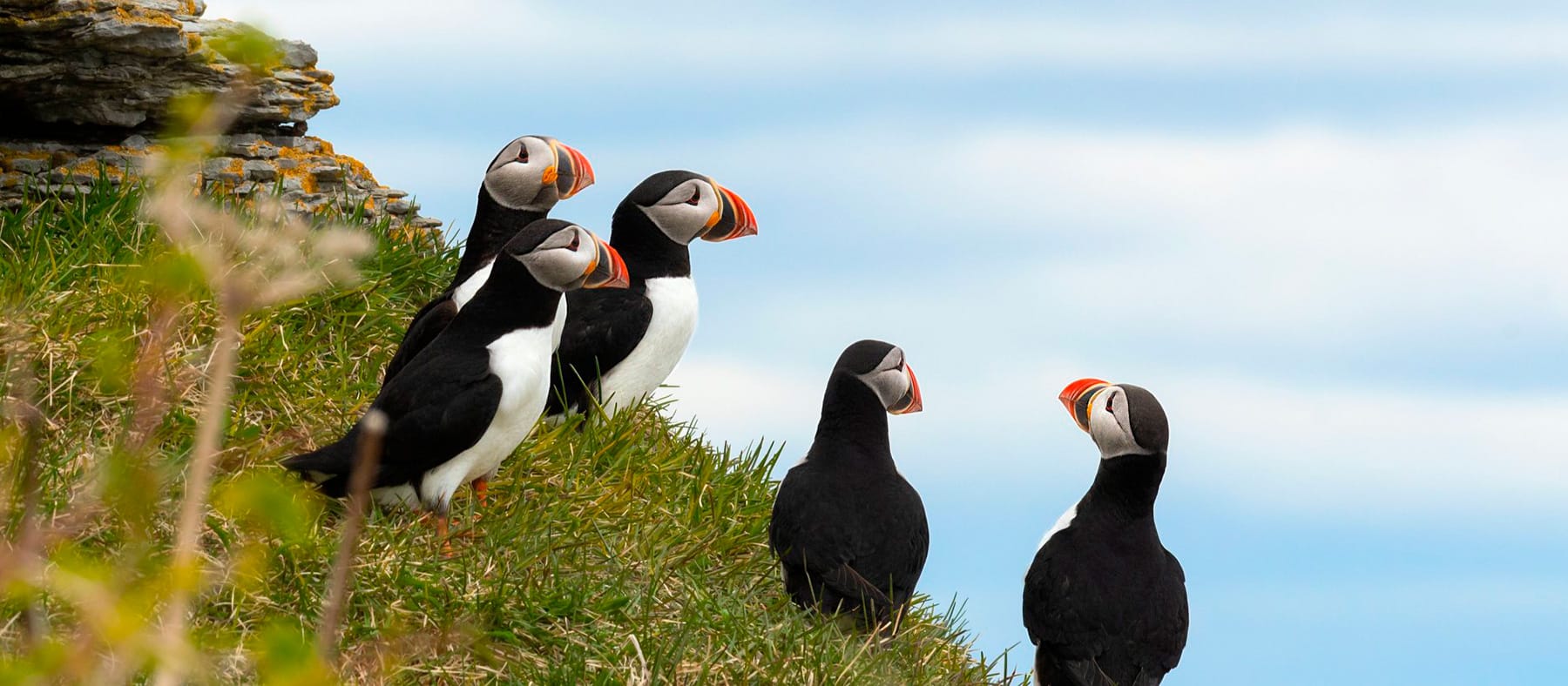 Nos endroits coups de cœur pour l'observation des oiseaux