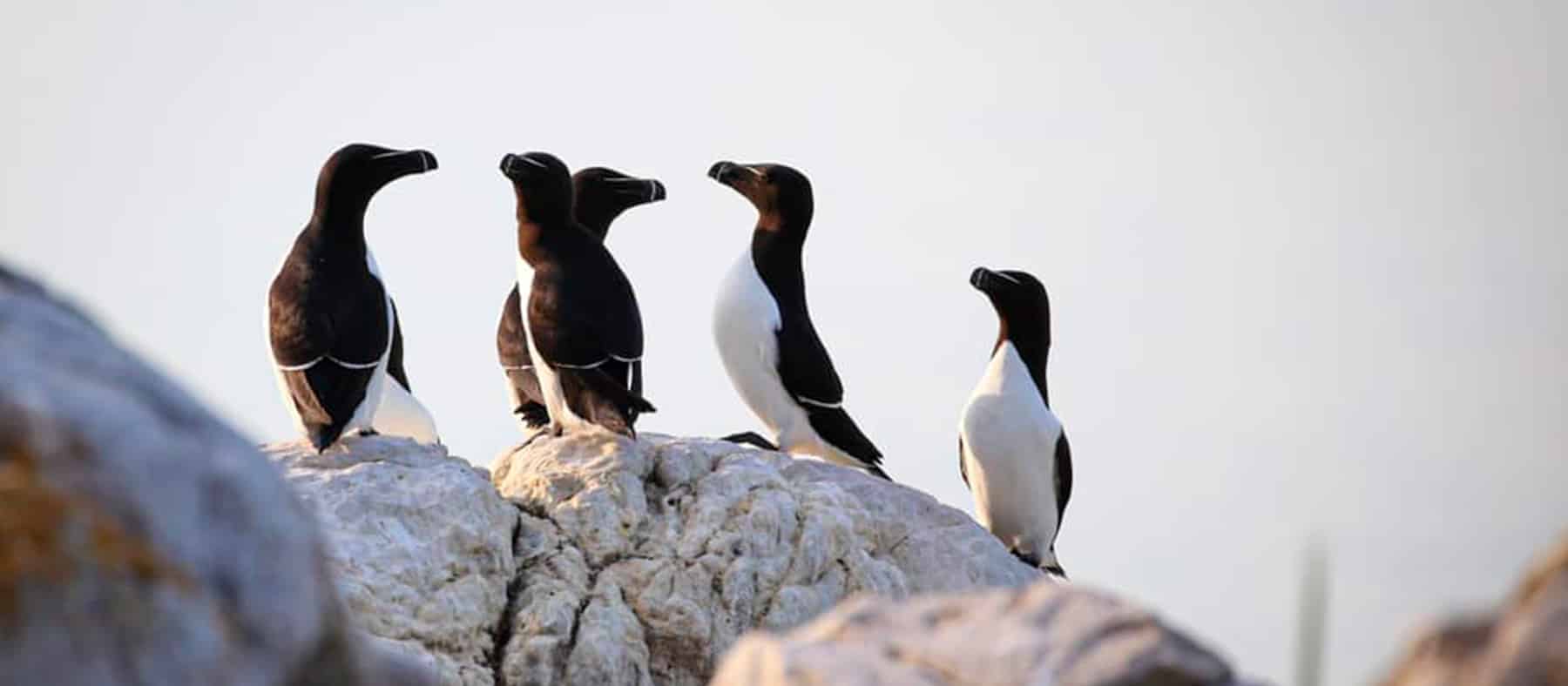 petits-pinguins-six-sites-pour-voir-les-oiseaux-quebec-le-mag