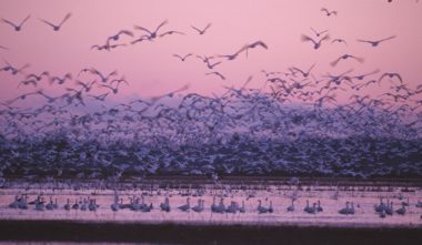 six-sites-pour-voir-les-oiseaux-quebec-le-mag