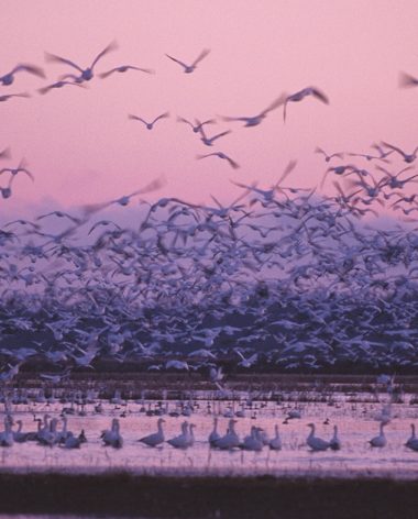 six-sites-pour-voir-les-oiseaux-quebec-le-mag