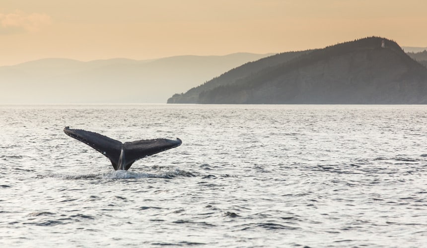 Observation des baleines à Gaspé (Gaspésie, Quebec, Canada)