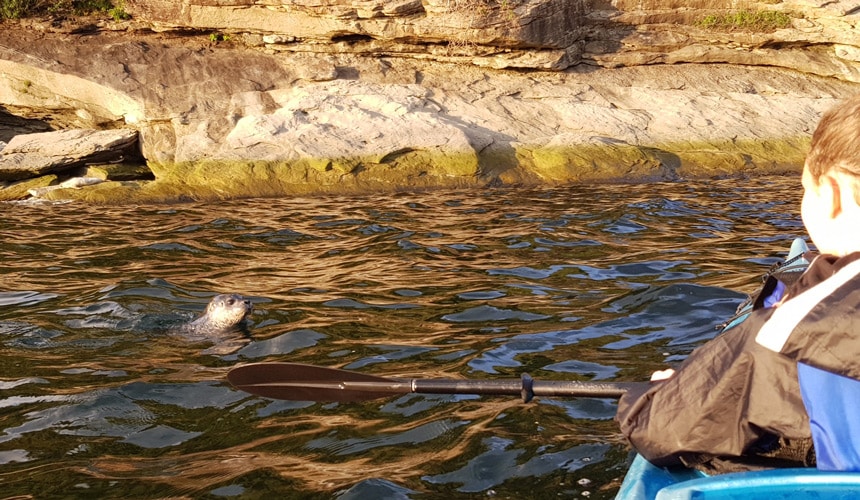 Kayak parmi les phoques à Forillon - Gaspésie (Québec, Canada)