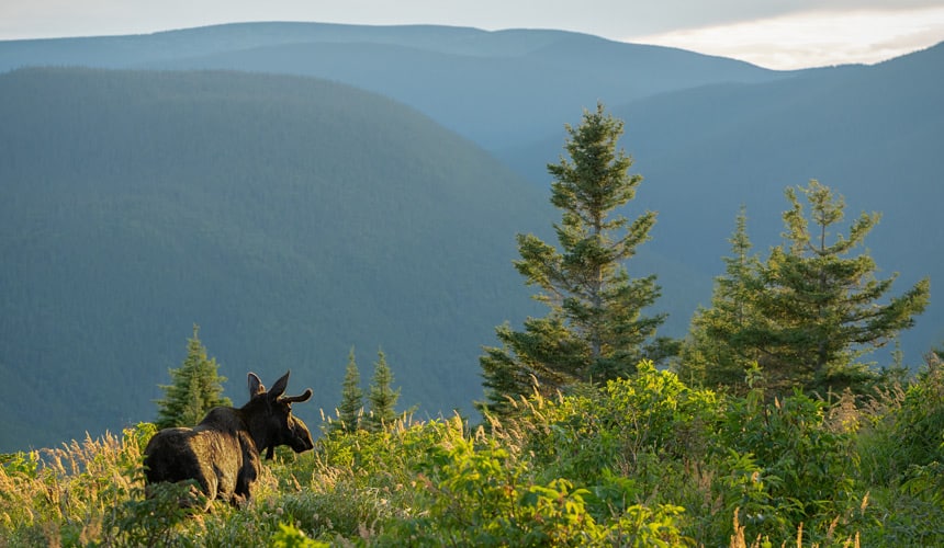 Road trip en Gaspésie - Caribou dans le parc national de Gaspésie (Québec, Canada)