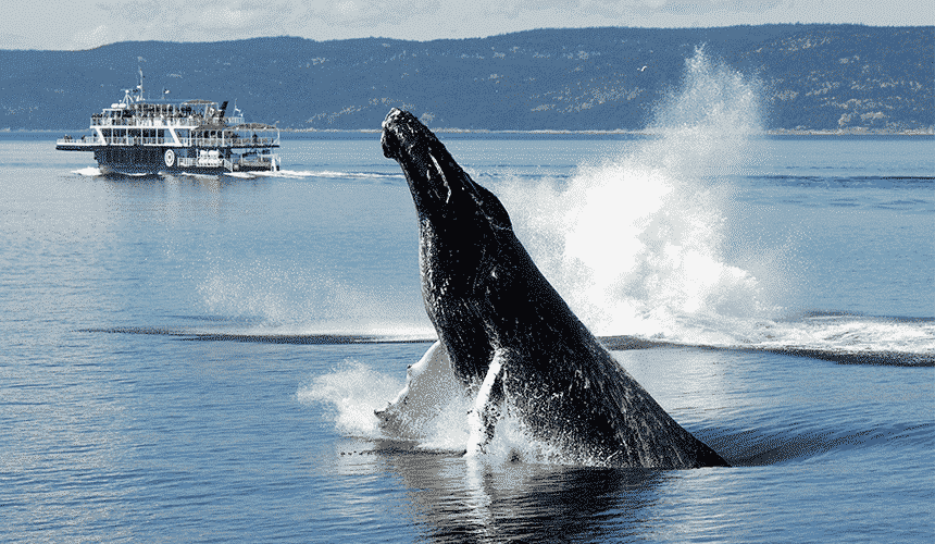 Baleines en Côte-Nord ©Jean-Pierre Sylvestre/Le Québec maritime