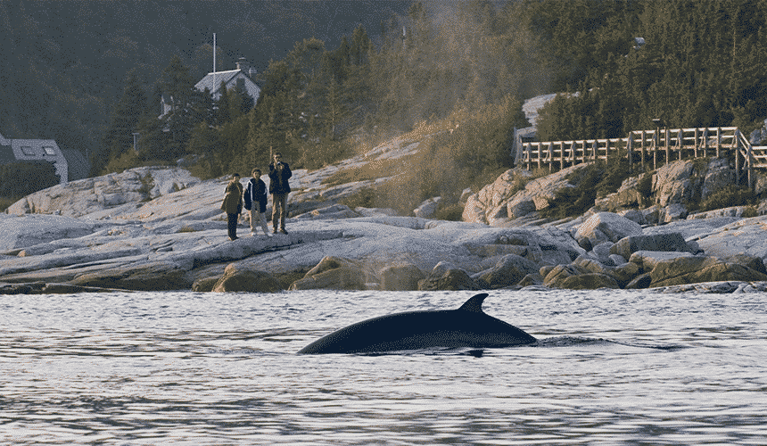 Observation des baleines à Tadoussac - Parc marin du Saguenay–Saint-Laurent - Itinéraire en Côte-Nord