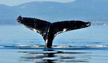 Observation des baleines à Tadoussac au Parc Marin du Saguenay–Saint-Laurent - Photo : Marc Loiselle