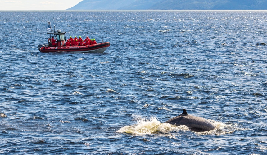 Renvontre avec les baleines en zodiac