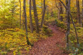 Sentier des Caps de Charlevoix en automne - Photo Jean-Sébastien Perron Studio Drakkar