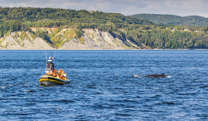 Parc marin du Saguenay–Saint-Laurent - Québec Le Mag