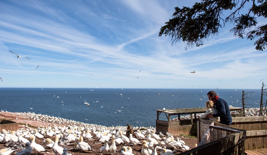 Parc national de l’Île Bonaventure et du Rocher Percé - Québec Le Mag
