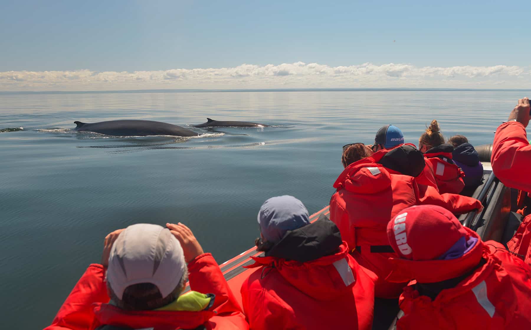 baleine-croisiere-essipit-croisiere-baleine-quebec-le-mag