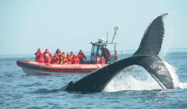 croisiere-baleine-coup-de-coeur-gaspesie-quebec-le-mag