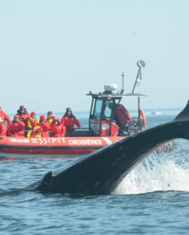 croisiere-baleine-coup-de-coeur-gaspesie-quebec-le-mag
